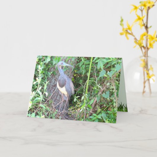 Carte Heron Tri-Color Construire un nid (Fleur jaune)