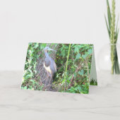 Carte Heron Tri-Color Construire un nid (Devant)