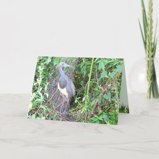 Carte Heron Tri-Color Construire un nid (Devant)