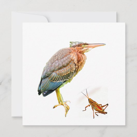 Carte Heron vert et sauterelle (Devant)