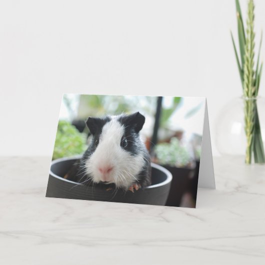 Carte Hi Guinea Pig (Devant)