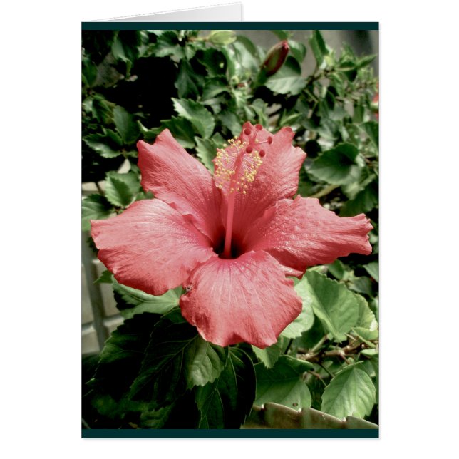 Carte Hibiscus (Devant)