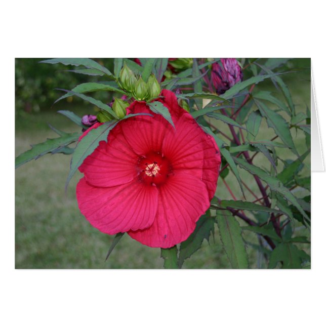 Carte Hibiscus (Devant horizontal)