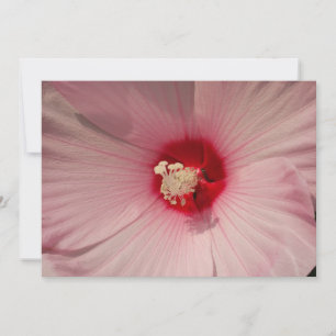 Carte Hibiscus Agrandir la reproduction photographique