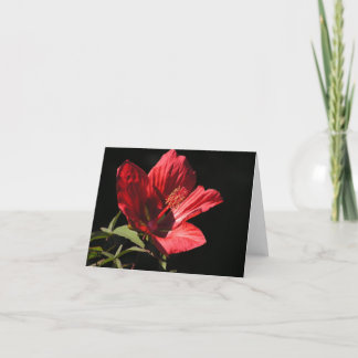 Carte Hibiscus coccineus (Hibiscus coccineus)