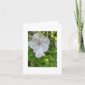 Carte Hibiscus de Rose-Mallow (Devant)