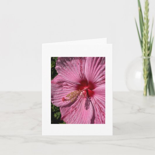 Carte Hibiscus de Rose-Mallow (Devant)