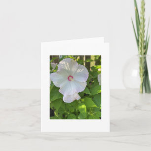 Carte Hibiscus de Rose malveillant