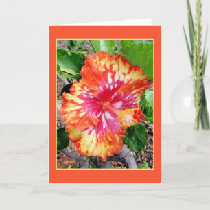 Carte Hibiscus hybride hawaïen