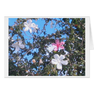 carte hibiscus rose/blanc