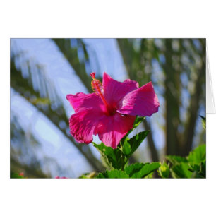 Carte Hibiscus rose chaud
