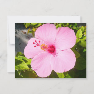 Carte Hibiscus rose Fleur tropicale