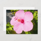 Carte Hibiscus rose Fleur tropicale (Devant / Derrière)