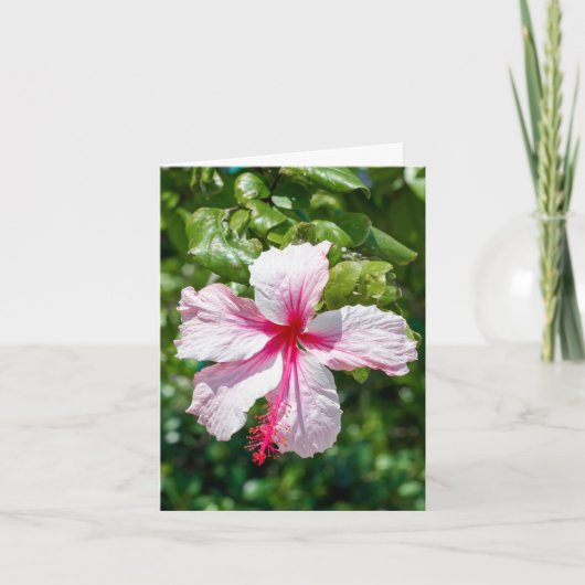 Carte Hibiscus rose Fleur tropicale Salutation d'anniver (Devant)
