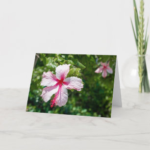 Carte Hibiscus rose Fleur tropicale Salutation d'anniver