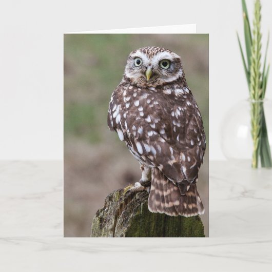 Carte Hibou (Devant)