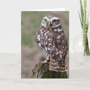 Carte Hibou