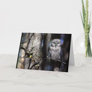 Carte Hibou (3)