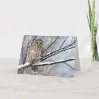 Hibou barré avec chutes de neige légères