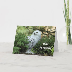 Carte Hibou blanc faune Photo Sympathie