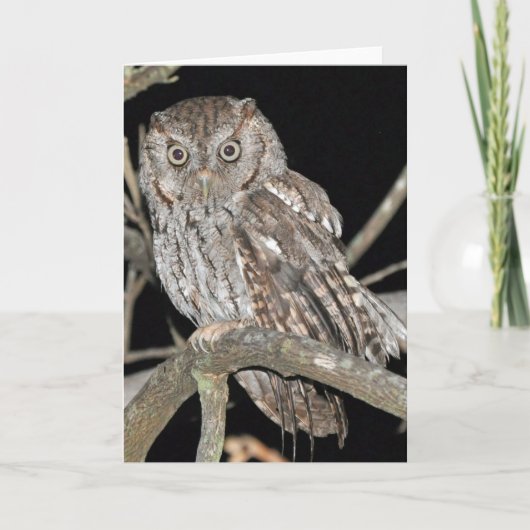 Carte Hibou de cri strident (Devant)