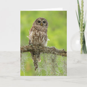 Carte Hibou rayé sur branche d'arbre