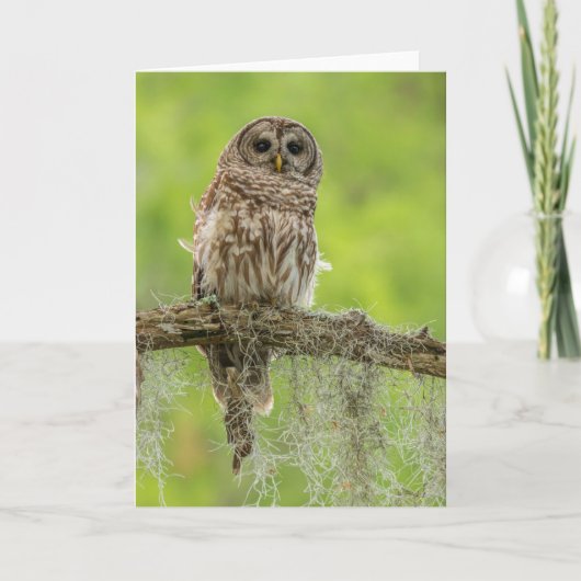 Carte Hibou rayé sur branche d'arbre (Devant)