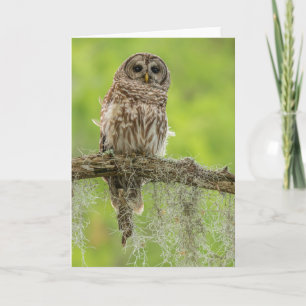 Carte Hibou rayé sur branche d'arbre