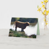 Carte Highland Cattle (Fleur jaune)
