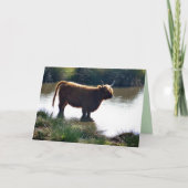 Carte Highland Cattle (Devant)
