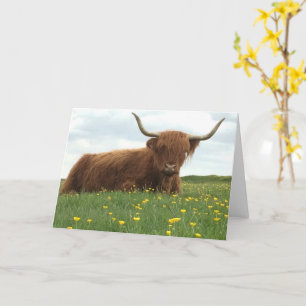 Carte Highland Cow