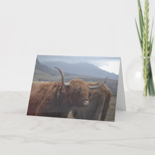 Carte Highland Cow (Devant)