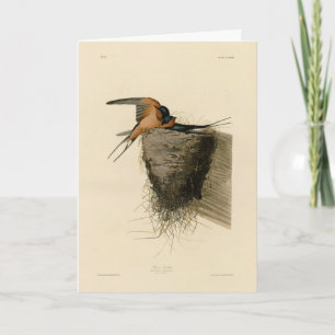 Carte Hirondelle d'Audubon's Birds of America