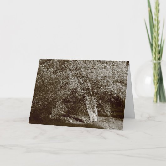 Carte Holly Tree - Sepia (Devant)