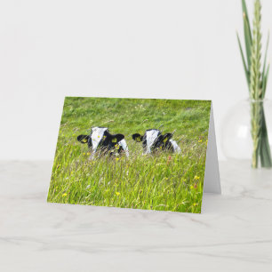 Carte Holstein veaux