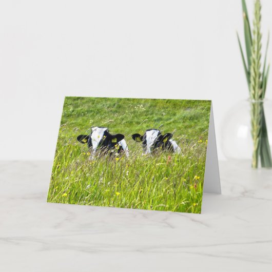 Carte Holstein veaux (Devant)
