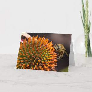 Carte Honey Bee on Coneflower Greeting Card