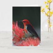Carte Honneur de Scarlet Oiseau exotique (Fleur jaune)