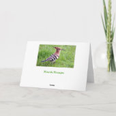 Carte Hoopoe (Dos)