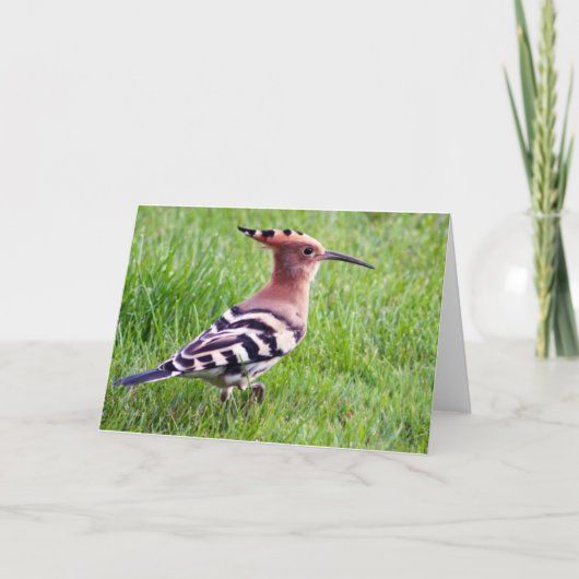 Carte Hoopoe (Devant)