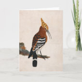 Carte Hoopoe commun | William Lewin (Devant)