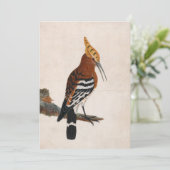 Carte Hoopoe commun | William Lewin (Debout devant)