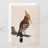 Carte Hoopoe commun | William Lewin (Devant / Derrière)