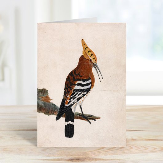 Carte Hoopoe commun | William Lewin