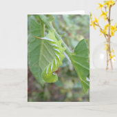 Carte Horn Worm ~ (Fleur jaune)