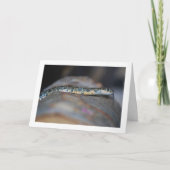 Carte Horseshoe Whip Snake (Devant)