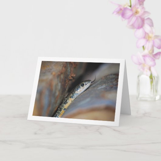 Carte Horseshoe Whip Snake (Orchidée)