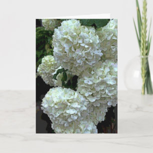 Carte Hortensia 2 de Snowball