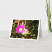Carte Hottentot Fiat Ground Creeping Ice Plante (Devant)