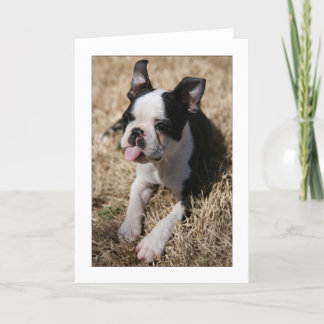 Carte Howie colle sa langue